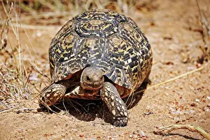 Shell: Pantherschildkr