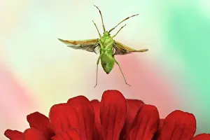Capsid: Pantilius tunicatus (Pantilius tunicatus) flies