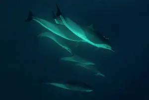Stenella: Pantropical Spotted Dolphins pod swimming