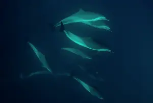 Stenella: Pantropical Spotted Dolphins pod swimming