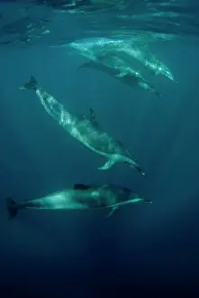 Stenella: Pantropical Spotted Dolphins pod swimming near surface