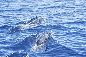 Dolphins: Pantropical spotted dolphins (Stenella attenuata) swimming