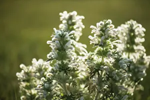 Lamiaceae: Panzeria (Panzeria lanata), Tsaritsyn Ereg - Province
