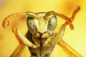 Vespoidea: Papaer Wasp (Polistes biglumis) male in defensive