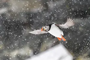 Fratercula: Papageitaucher (Fratercula arctica) im Flug bei
