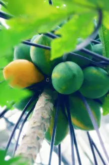 Papaya: Papaya