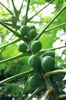 Tough: Papaya