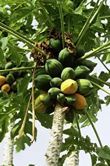 Papaya: Papaya