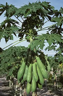 Pawpaw: Papaya (Carica papaya)
