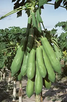 Pawpaw: Papaya (Carica papaya)