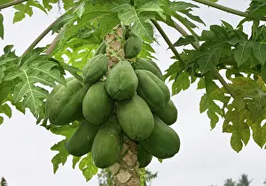 Papaya: Papaya - fruit on tree