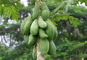 Papaya: Papaya - fruit on tree