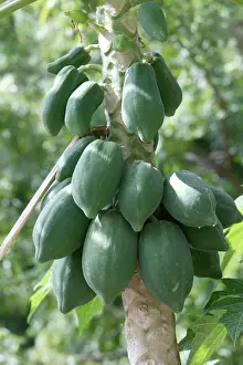 Papaya: Papaya / Paw Paw - fruit on tree