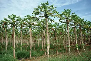 Papaya: Papaya / Paw Paw - plantation