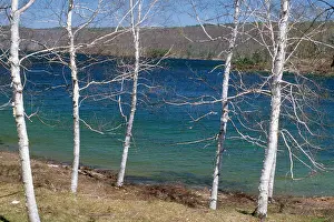 Birches: Paper-Bark Tree / White Birch Tree - growing by