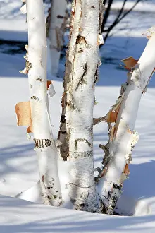 Coppiced: Paper Birch - also known as American White Birch