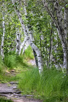 Paper: Paper birch trees along pathway in Acadia National