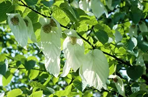 Involucrata: PAPER HANDKERCHIEF TREE