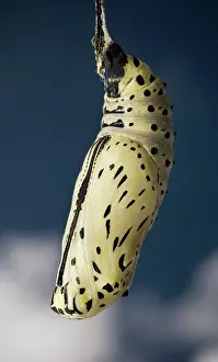 Nymphs: Paper kite butterfly pupa