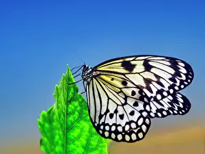 Paper: Paper kite (Idea leuconoe), captive