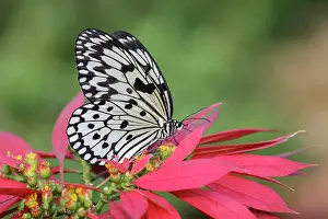 Paper: Paper kite or Large tree nymph butterfly