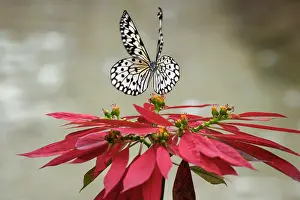 Paper: Paper kite or Large tree nymph butterfly flying