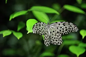 Leuconoe: Paper Kite / Rice Paper butterfly