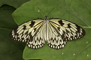 Paper: Paper Kite / Rice Paper / Large Tree Nymph Butterfly