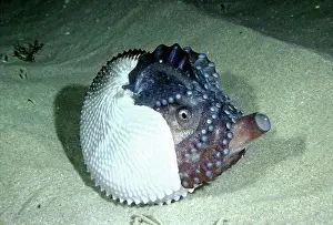 Shallows: Paper NAUTILUS / ARGONAUT - spawning in shallows