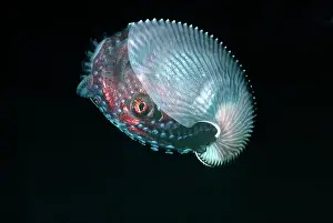 Nautiluses: Paper NAUTILUS / ARGONAUT - swimming 21 meters down