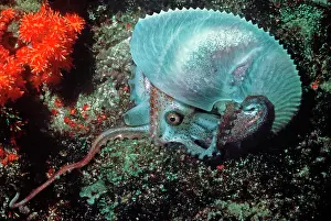 Nautiluses: Paper NAUTILUS / ARGONAUT - swimming in 21 meters