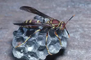 Paper: Paper Nest Wasp