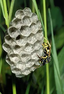 Polistes: PAPER WASP