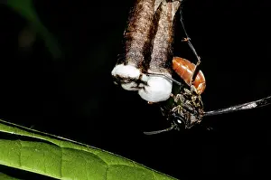 Eusocial: Paper wasp