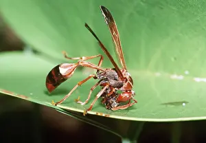 Paper: Paper Wasp chewing caterpillar / larvae