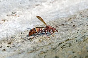 Baths: Paper Wasp - drinking water at birdbath