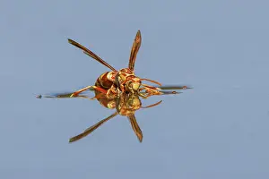 Adam: Paper wasp drinking water from surface of pond