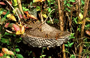 Sting: Paper wasp - 'inverted wine-glassI paper nest