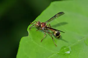 Eusocial: Paper Wasp on leaf - Saba, Bali, Indonesia