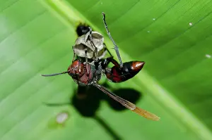 Starting: Paper Wasp starting to build a new nest - Klungkung