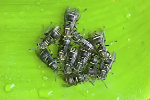 Vespidae: Paper Wasps