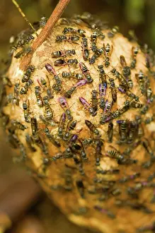 Vespidae: Paper Wasps