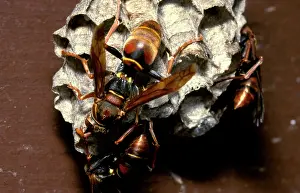 Attending: Paper wasps - female workers attending larvae in