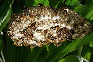 Gallicus: Paper Wasps - at nest