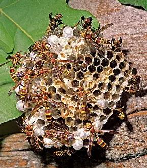 Cells: Paper wasps on nest