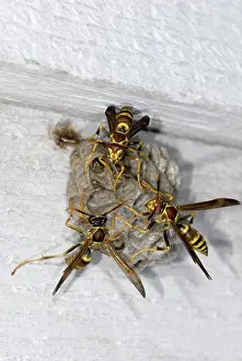 Paper: Paper Wasps (Polistes sp.) at nest