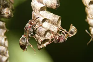 Eric Lindgren: Two Paper Wasps - tend cells on their comb'-like