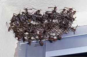 Communities: PAPER WASPS - WARNING DISPLAY