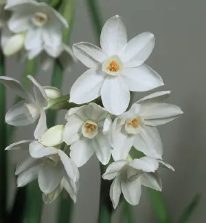 Narcissus: Paper White Narcissus flowers