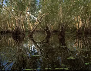 Pools: Paperbark Forest - Weeping Paperbark in Billabong